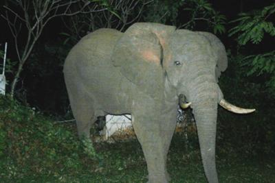 Break-in and entry – a late night intruder caught in the act.
