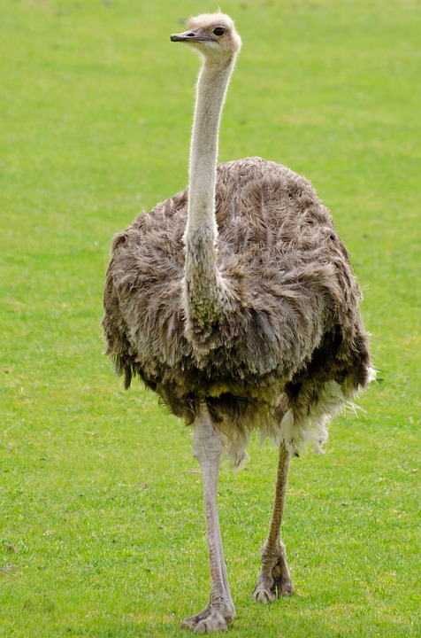 How the Ostrich Got His Long Neck