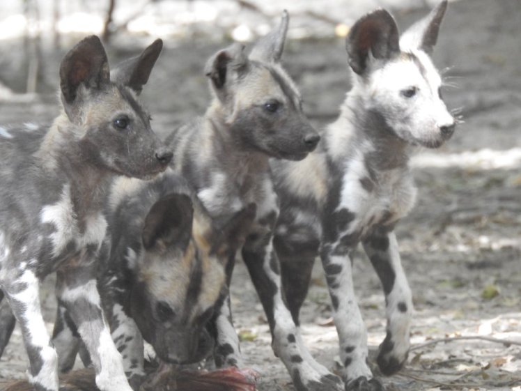 African wild dog pups in Mana Pools national Park in Zimbabwe