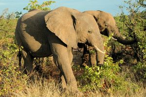 Presidential Elephant Herd