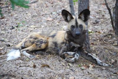 Nyeza (Courtesy PDC)