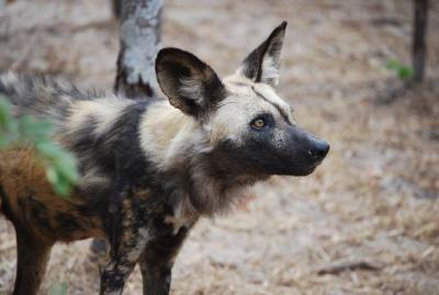 Inhlanhla (Courtesy PDC)