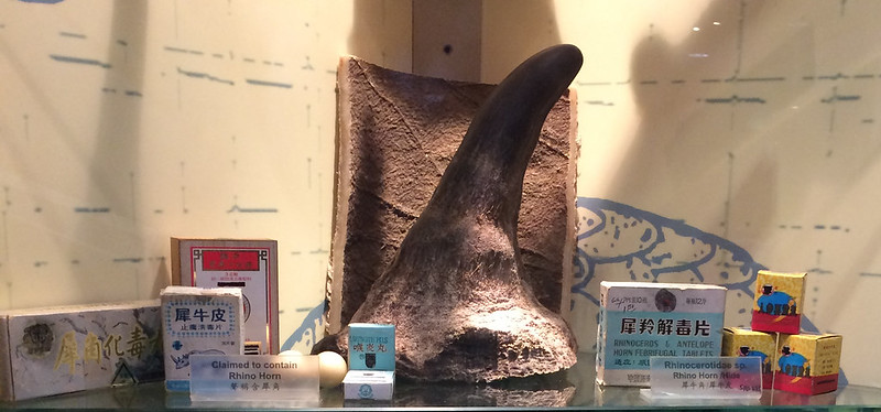 Rhino horn used for Asian medicine