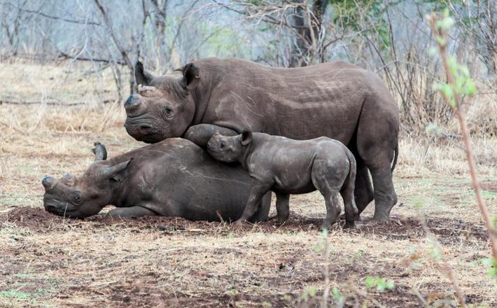 Rhino family