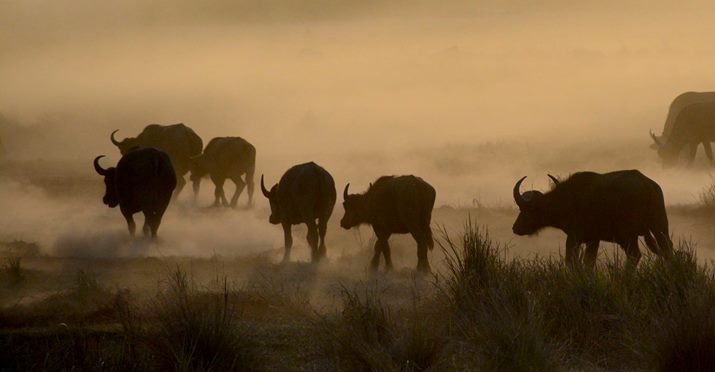 Buffalos in Hwange