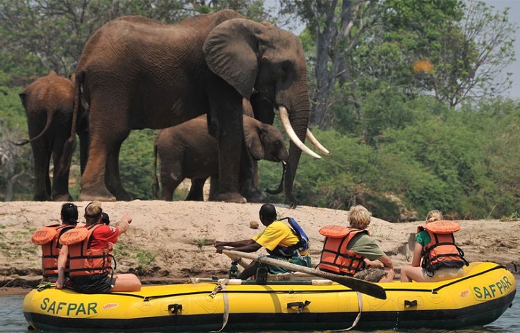 Elephants seen along the banks of the Zambezi River on an upper Zambezi Raft Float trip upstream from Victoria Falls - Zambia Zimbabwe