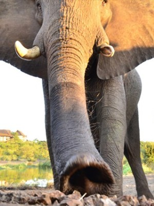 Amazing animal sightings in Victoria Falls plus more activities all bundled and discounted