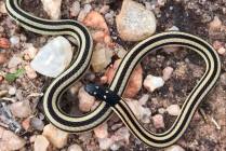 Snake parks in Victoria Falls town, Zimbabwe