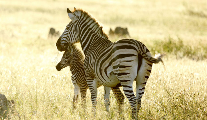 Zebra and foul in Hwange National Park, Zimbabwe