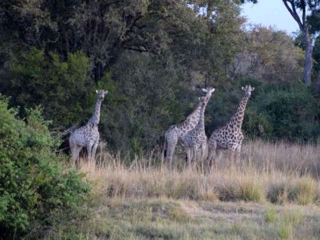 Giraffe seen on a Zambezi River boat cruise