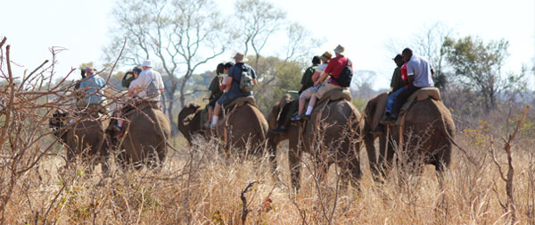 Elephant Back Safari in Victoria Falls, Zimbabwe