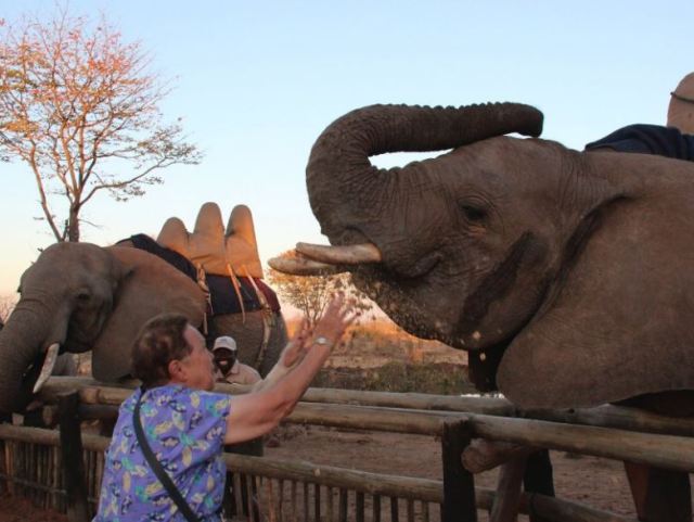 Elephant encounter in Victoria Falls, Zimbabwe