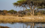 With busy waterhole