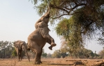 The wildlife