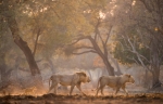 The wildlife