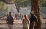 Walking safaris