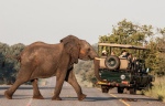 Game viewing in Chobe National Park