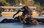 Or on the Chobe River
