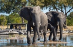 ...observe wildlife from within the hide