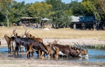 In front of the lodge, animals frequent the water hole