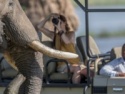Guided safaris