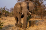 And in the Zambezi National Park