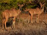 Game drives in Zambezi National Park