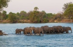 Elephants in the Zambezi