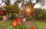 The swings in the garden