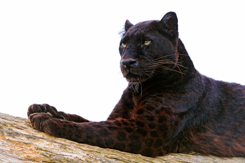 African Leopard - the smaller Big 5 cat, stealthy and cunning