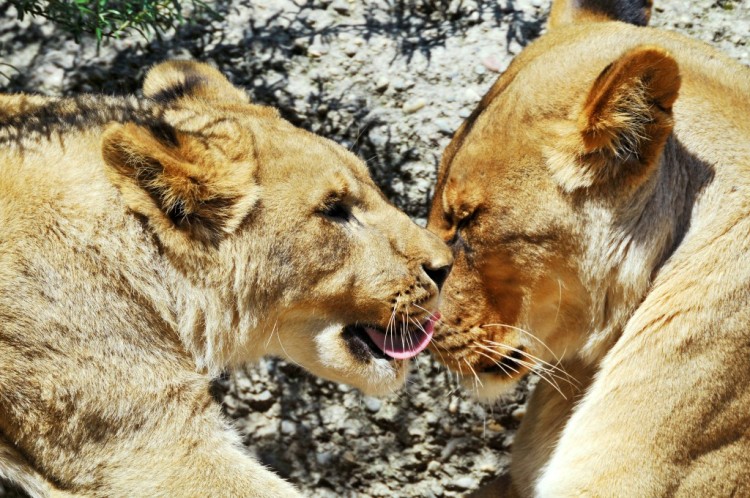 Lions grooming