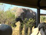 All day game drives