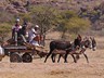 Donkey cart in rural Botswana