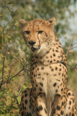 The Victoria Falls Wildlife Trust The Victoria Falls Wildlife Trust