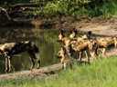 Wild dogs by the pan