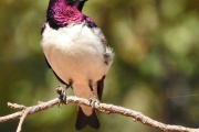 Violet Backed Starling in Zambezi National Park, Victoria Falls, Zimbabwe