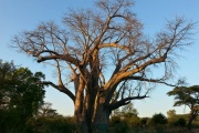 Big Tree, Victoria Falls, Zimbabwe