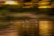 Birding safari on the Zambezi River, Victoria Falls, Zimbabwe