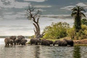 Elephants on the Zambezi River, Victoria Falls, Zimbabwe