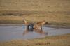 Hyena cooling off in the water in Chamabonda