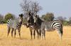 Zebra grazing near the pan (IMAGE CREDITS DAVID DELL)