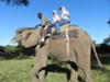 Elephant ride