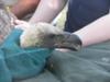 Courtesy of Mankwe Vulture Research project