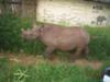 #54 Rhino