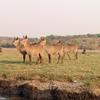 In Chobe National Park