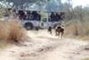 The Ukusuta Pack Run Wild on the Victoria Falls Private Game Reserve