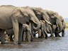...lots of elephants