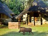 Warthog passing by the rondavels