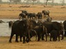 ...and of-course the magnificent elephants of Hwange