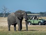 Activities include game drives